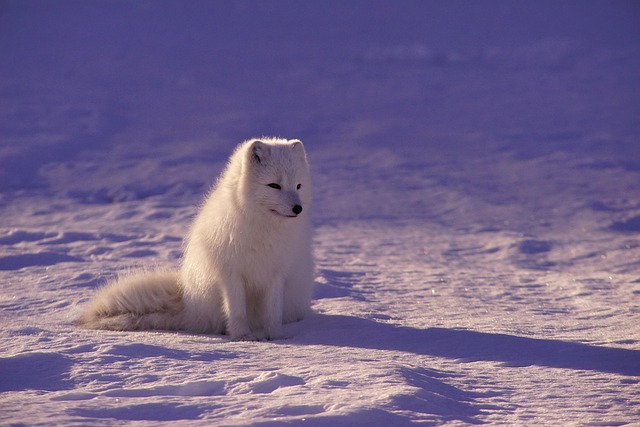 北极狼 毛皮 犬类 - 上的免费照片