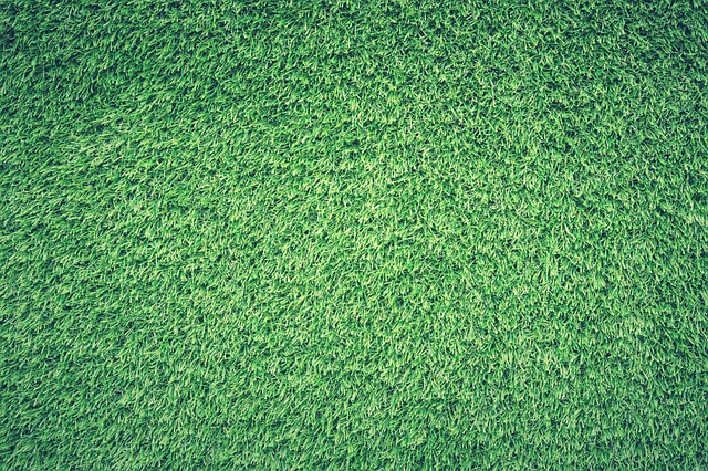 原野 草 绿色 - 上的免费照片