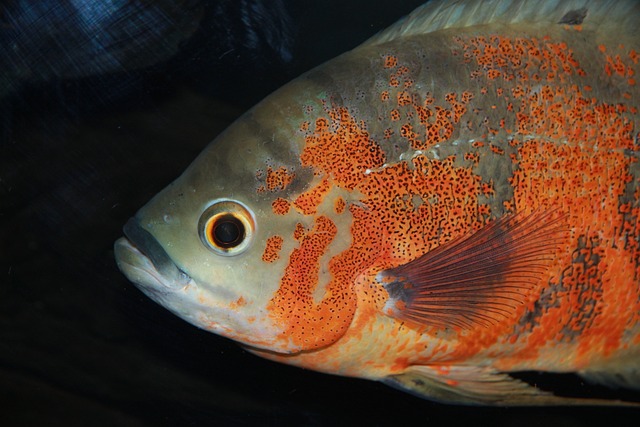 Astronotus 鱼 眼斑星丽 - 上的免费照片