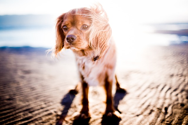 海滩 狗 宠物 - 上的免费照片