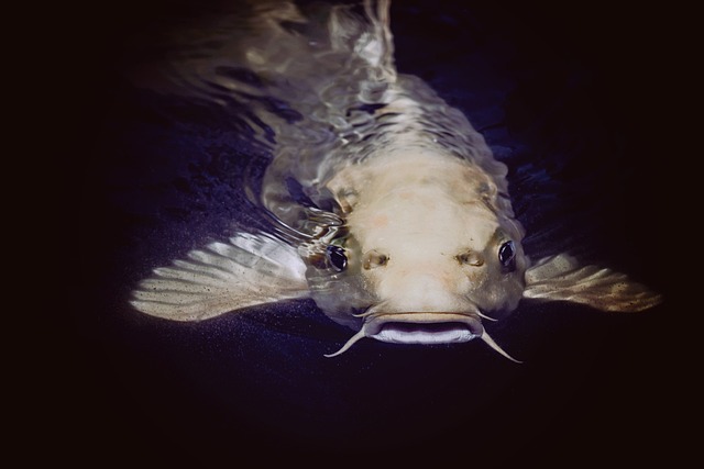 鲶鱼 动物 鱼 - 上的免费照片