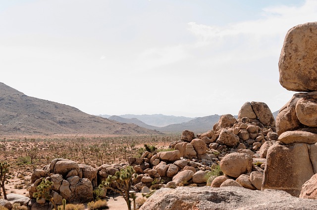 Joshuatree 公园 美国大自然 - 上的免费照片