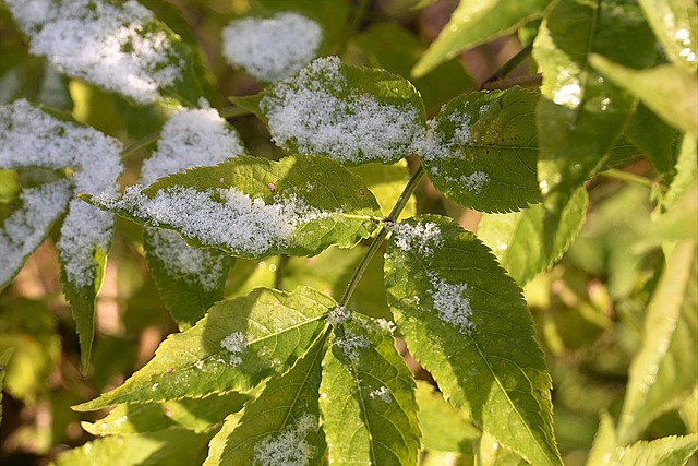 Hollunderbl?tter 雪 下雪的 - 上的免费照片