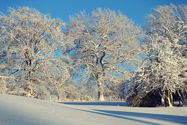 冬天 冬季景观 雪 - 上的免费照片