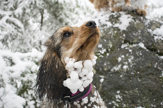 狗 滚雪球 冻结的 - 上的免费照片