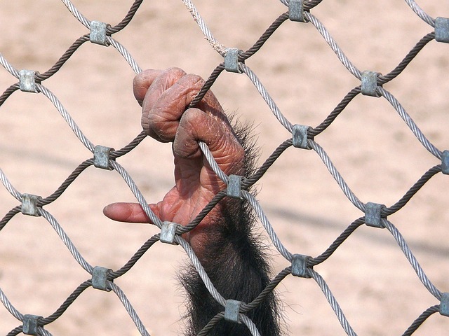 猴子 黑猩猩 奴役 - 上的免费照片