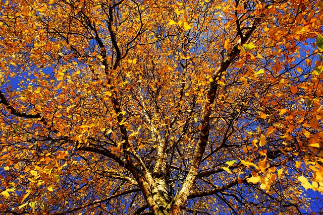 树 桦木 深秋 - 上的免费照片