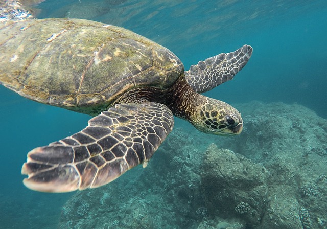 动物 龟 珊瑚礁 - 上的免费照片