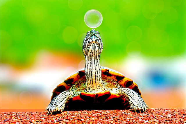 动物 龟 气泡 - 上的免费照片