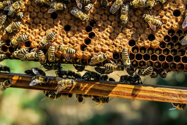 蜂房 蜜蜂 昆虫 - 上的免费照片