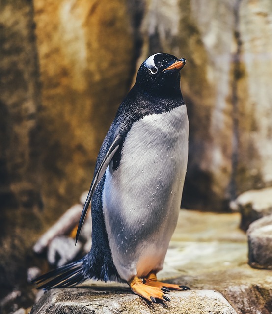 企鹅 禽类 鸟 - 上的免费照片