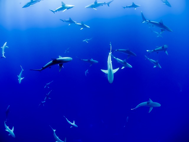 鲨鱼 水族馆 鱼 - 上的免费照片