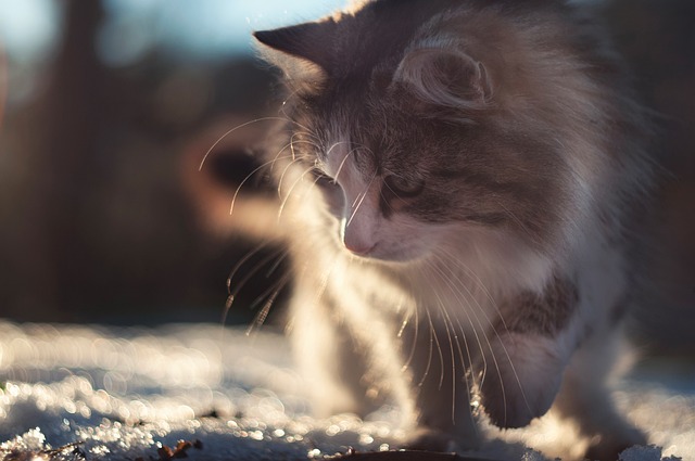 猫 动物 布拉希 - 上的免费照片