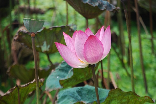 塞雷 赛季结束 莲花 - 上的免费照片