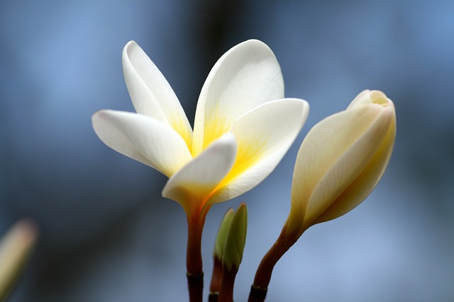 姜黄色百合花 花瓣 花 - 上的免费照片