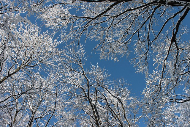 白雪皑皑的分支机构 冬季 树木 - 上的免费照片