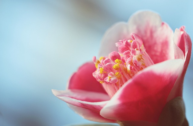 茶花 花 粉红色的花 - 上的免费照片