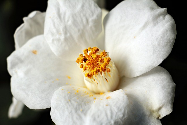 茶花 茶花的花语 白色的 - 上的免费照片