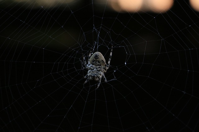 甘肃 临夏 蜘蛛 - 上的免费照片