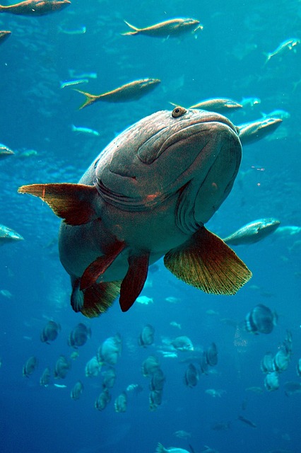 水族馆 石斑鱼 鱼 - 上的免费照片