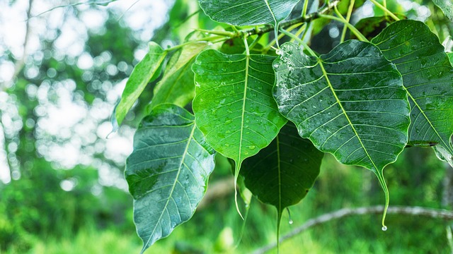 菩提叶 叶子上的露珠 露 - 上的免费照片