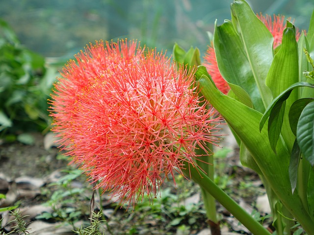 网球花 血百合 花 - 上的免费照片