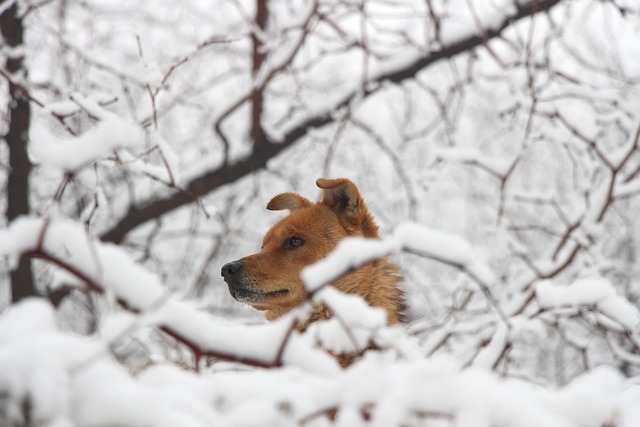 狗 中华田园犬 雪地 - 上的免费照片