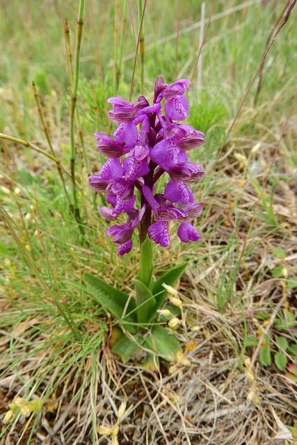 西方的沼泽兰花 Dactylorhiza 藏 兰花 - 上的免费照片