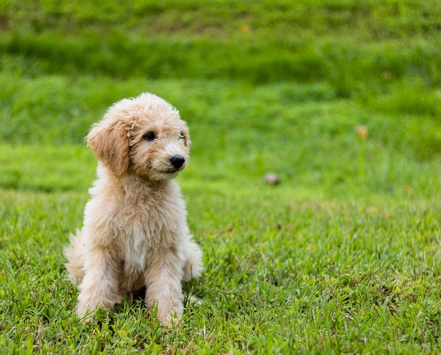 Goldendoodle 小狗 可爱的 - 上的免费照片