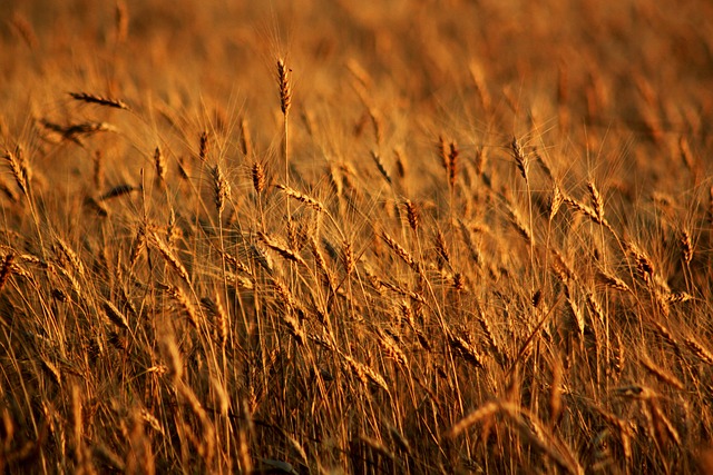 处女座 场地 小麦 - 上的免费照片