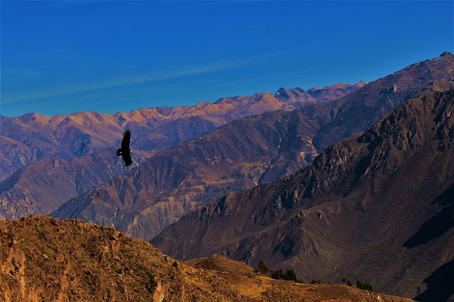 秃鹰 科尔卡大峡谷 秘鲁 - 上的免费照片