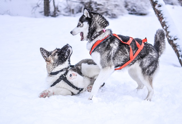冬天 雪 小狗 - 上的免费照片