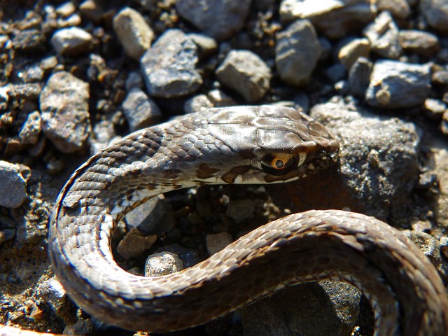 蛇 Coronella Girondica 南蛇平稳 - 上的免费照片