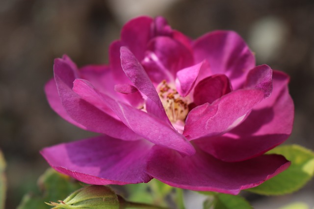 紫色的 玫瑰 夏天 - 上的免费照片