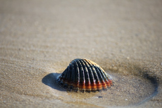 贝壳 砂 海 - 上的免费照片