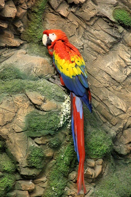 红金刚鹦鹉 阿糖胞苷澳门 鹦鹉 - 上的免费照片