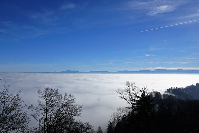 森林 太阳 Uetliberg - 上的免费照片