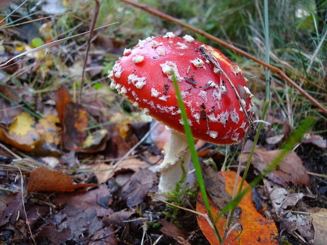 蘑菇 秋季 性质 - 上的免费照片