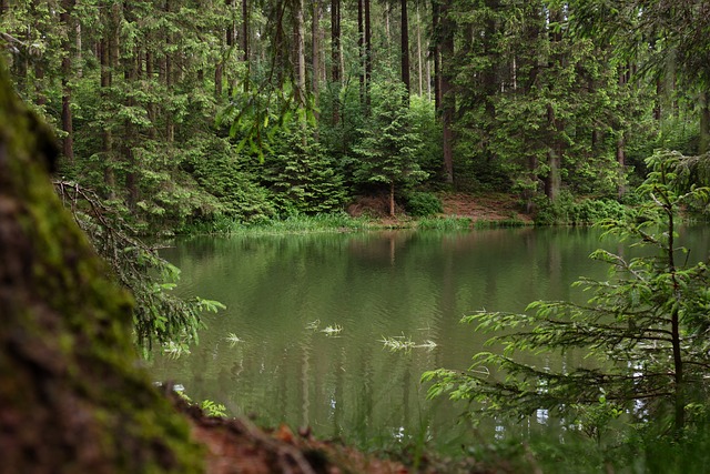 自然 森林 Waldsee - 上的免费照片