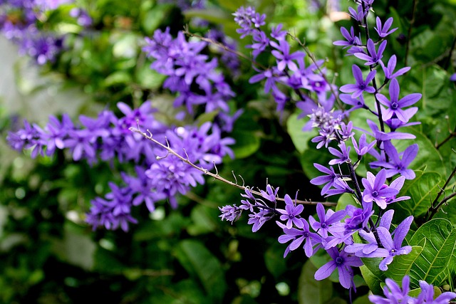 紫罗兰 花朵 田野花 - 上的免费照片