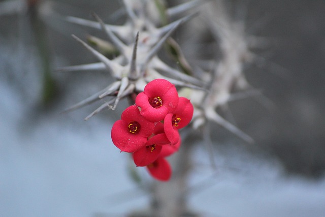 海棠 大戟芨芨草 荆棘的冠冕 - 上的免费照片