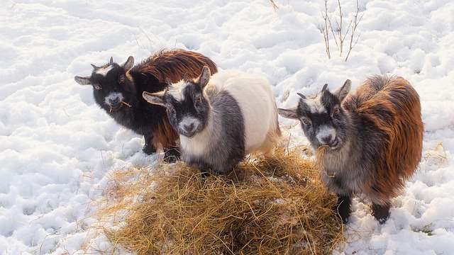 山羊 动物 家畜 - 上的免费照片