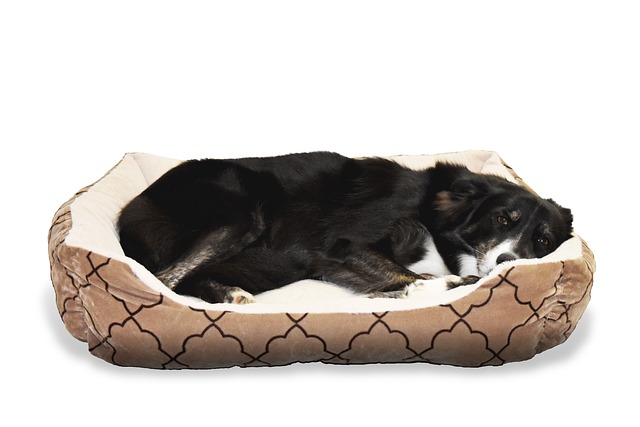 狗 宠物 床 - 上的免费照片