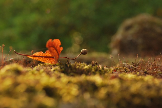 插图 青苔 秋天 - 上的免费照片