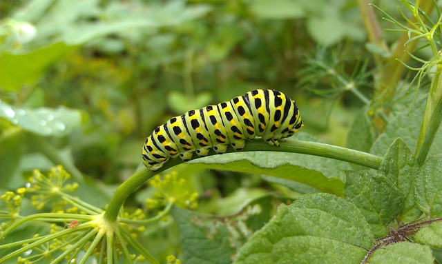 燕尾毛毛虫 燕尾 蝴蝶幼虫 - 上的免费照片