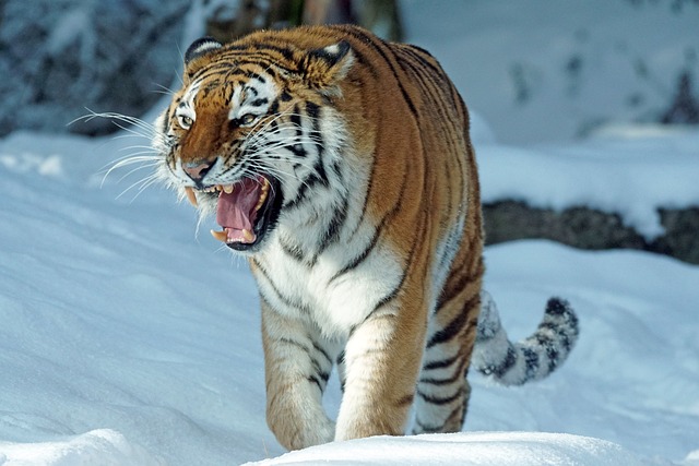 老虎 Amurtiger 捕食者 - 上的免费照片