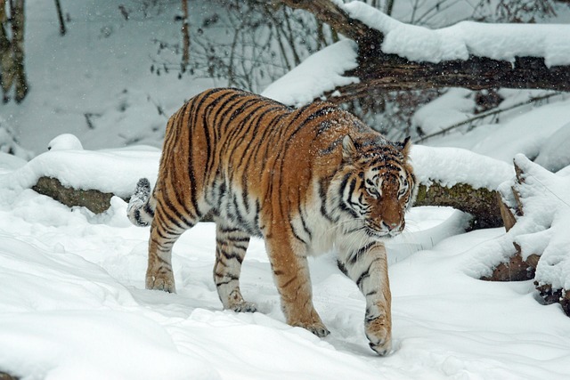 老虎 Amurtiger 捕食者 - 上的免费照片