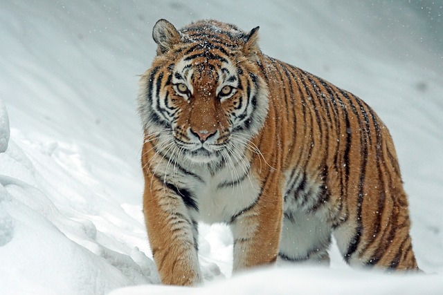 老虎 西伯利亚虎 雪 - 上的免费照片