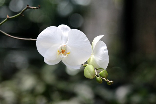 白兰花 兰花 蝴蝶 - 上的免费照片