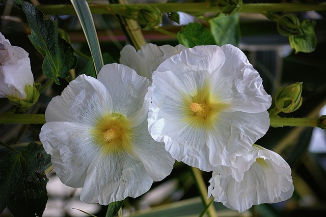 鲜花 Hollyhocks 植物区系 - 上的免费照片